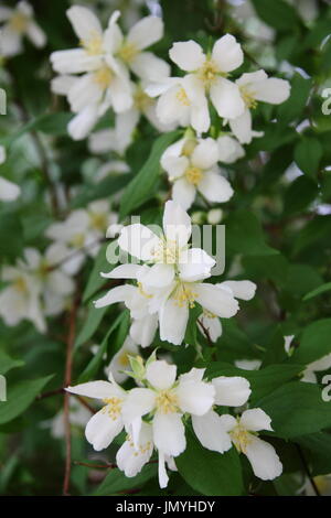 Philadelphus MANTEAU Feriengemeinschaft "Mock Orange, einen hübschen, duftenden Strauch in voller Blüte im Sommer (Juni), UK Stockfoto
