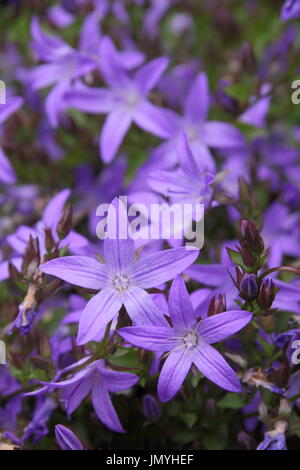 Campanula Poscharskyana oder nachgestellte Glockenblume, in voller Blüte in einer frühen Sommer Garten Grenze, UK Stockfoto