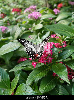 Close-up schwarz rot gefärbten Schmetterling auf rosa Blume Essen ihren Nektar ernähren sich in der Sonne sitzen. Stockfoto