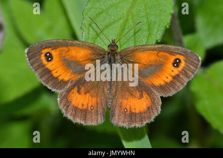 Männliche Gatekeeper Schmetterling, Pyronia Tithonus, Fermyn Wood, Northants, England Stockfoto