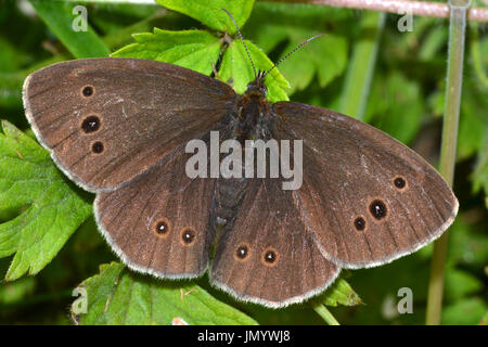 Ringel Schmetterling, Aphantopus Hyperantus, England, Juli Stockfoto