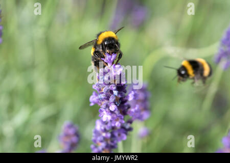Biene die bestäubenden Lavendel Stockfoto