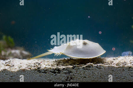 Horseshoe Crab (die älteste prähistorische Kreatur in der Welt) im Aquarium. Verwendet in Apotheke wegen blaues Blut Stockfoto