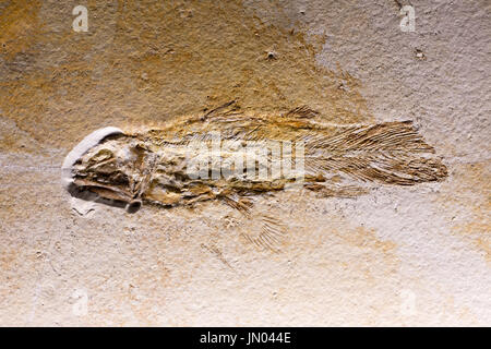 Nahaufnahme des ausgestorbenen Urzeittiere in Stein. Fossilien-Hintergrund Stockfoto