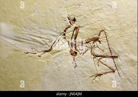 Nahaufnahme des ausgestorbenen Urzeittiere in Stein. Fossilien-Hintergrund Stockfoto