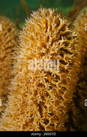 Weiche Korallen Nahaufnahme von Plexaurella Schlitz Pore Meer Stab Gorgonien Korallen mit offenen Polypen, Unterwasser in der Karibik Stockfoto