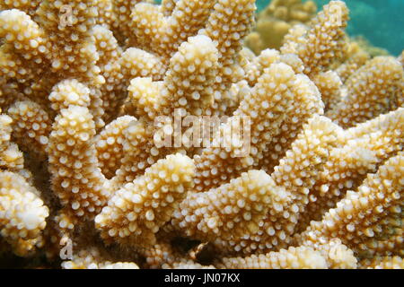 Nahaufnahme der Finger Koralle Acropora Humilis, unter Wasser in der Lagune von Bora Bora, Süd-Pazifik, Französisch-Polynesien Stockfoto