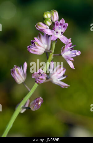 Herbst-Blaustern - Scilla Autumnalis seltene Wilde Blume Stockfoto