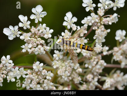 Hoverfly - Sphaerophoria Scripta auf Wilde Möhre - Daucus carota Stockfoto