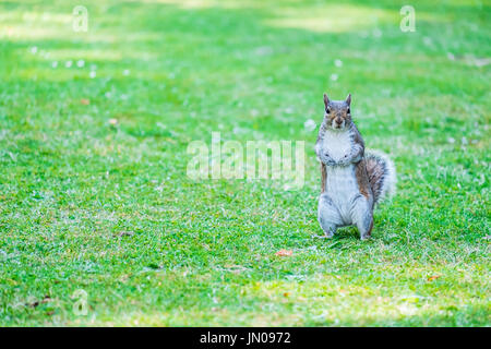Eichhörnchen stehen auf dem Rasen Stockfoto