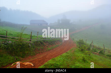Schöne Szene Misty alten Wald mit Sonnenstrahlen Stockfoto