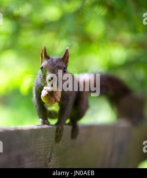 schwarzen Eichhörnchen mit einer Nuss im Schnabel auf einem Zaun Stockfoto