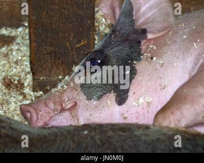 Ferkel im Sägemehl Stockfoto