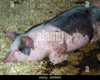 Ferkel im Sägemehl Stockfoto