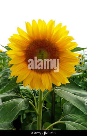 Eine gelbe Sonnenblume mit grünen Blätter wachsen außerhalb in Sonnenblumen Garten am Singapore Changi Airport. Stockfoto