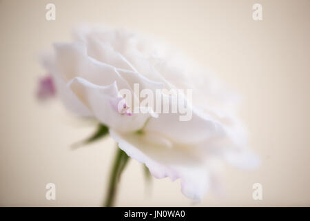 Studie von Rose Winchester Cathedral hautnah Stockfoto