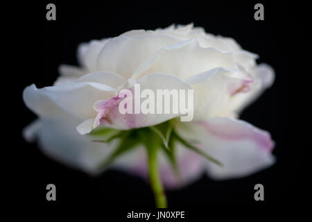 Studie von Rose Winchester Cathedral hautnah Stockfoto