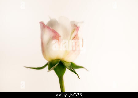 Studie von Rose Winchester Cathedral hautnah Stockfoto