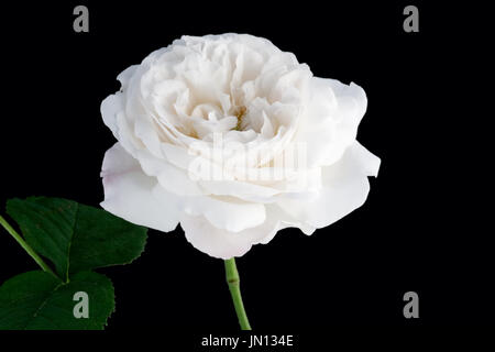 Studie von Rose Winchester Cathedral hautnah Stockfoto