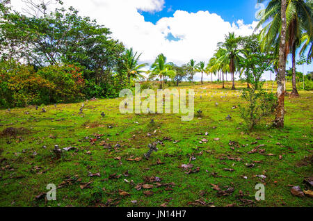 Bilder aus dem alten Coiba Insel Prision Friedhof in Panama Stockfoto