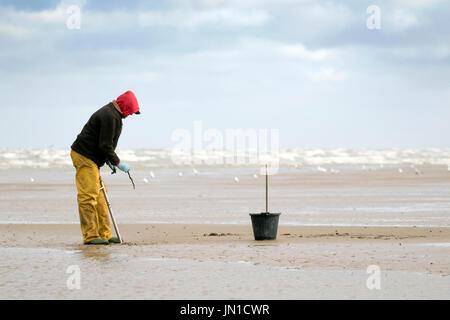 Southport, Merseyside, 29. Juli 2017. Großbritannien Wetter. Lizenzierte Strand Wormer "Paul Gledhill" jagt für Regenwürmer an den Ufern des Southport direkt am Meer. Der European Nightcrawler Wurm ist sehr begehrt für Köder für den Fischfang als es verträgt, nahe dem Gefrierpunkt von Wasser und ist einer der wenigen Regenwürmer geeignet für Salzwasser Angeln. Diese Würmer können bis zu 7 Zoll (18 cm) in der Länge wachsen, aber sind in der Regel zwischen 3 und 4 Zoll (7 – 10 cm) lang. Bildnachweis: Cernan Elias/Alamy Live-Nachrichten Stockfoto