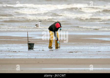 Southport, Merseyside, 29. Juli 2017. Großbritannien Wetter. Lizenzierte Strand Wormer "Paul Gledhill" jagt für Regenwürmer an den Ufern des Southport direkt am Meer. Der European Nightcrawler Wurm ist sehr begehrt für Köder für den Fischfang als es verträgt, nahe dem Gefrierpunkt von Wasser und ist einer der wenigen Regenwürmer geeignet für Salzwasser Angeln. Diese Würmer können bis zu 7 Zoll (18 cm) in der Länge wachsen, aber sind in der Regel zwischen 3 und 4 Zoll (7 – 10 cm) lang. Bildnachweis: Cernan Elias/Alamy Live-Nachrichten Stockfoto