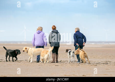 Southport, Merseyside, 29. Juli 2017. Großbritannien Wetter. Ein kühler Grau dunkel Start in den Tag begrüßt die Hundebesitzer, wie sie ihre geliebten Haustiere am Strand von Southport in Merseyside ausüben. Es werden in der Regel trocken, aber windig Tag mit Sonne bis in den Nachmittag über die Nord-West-Region erwartet. Bildnachweis: Cernan Elias/Alamy Live-Nachrichten Stockfoto