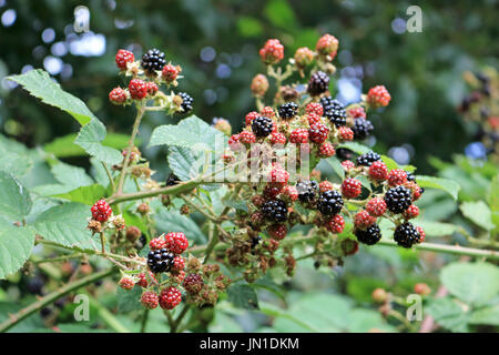 Epsom, Surrey, UK. 29. Juli 2017. Die wilden Brombeeren sind bereit für die Kommissionierung in den Hecken entlang auf dem Hogsmill Platz in Ewell, Epsom, Surrey. Bildnachweis: Julia Gavin UK/Alamy Live-Nachrichten Stockfoto