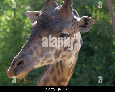 Junge giraffe Nahaufnahme Stockfoto