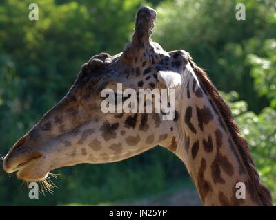 Junge giraffe Nahaufnahme Stockfoto