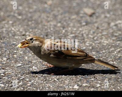 Spatz auf Boden mit offenen Schnabel Essen popcorn Stockfoto