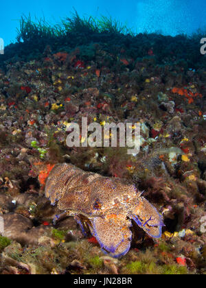 Mittelmeer-Pantoffelschüppchen (Scyllarides latus) in der Nähe des Naturparks Ses Salines (Formtera, Balearen, Mittelmeer, Spanien) Stockfoto