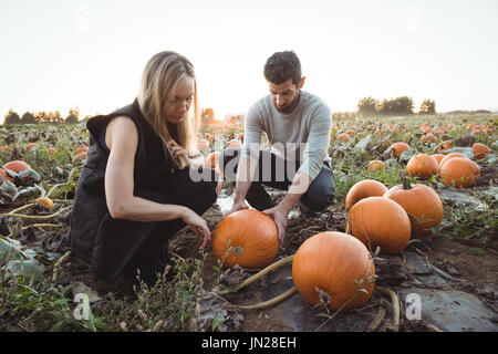 Paar Kürbis Kürbis Feld prüfen Stockfoto