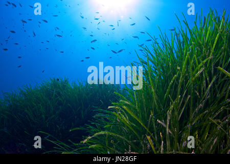 Unterwasserszene von neptun Seegras (Posidonia oceanica) Wiesen im Naturpark Ses Salines (Formentera, Balearen, Mittelmeer, Spanien) Stockfoto