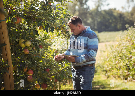 Landwirt mit digitalen Tablet in Apple Orchard Stockfoto