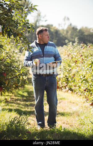 Bauer Holding digital Tablet während Apple Essen in Apple Orchard Stockfoto