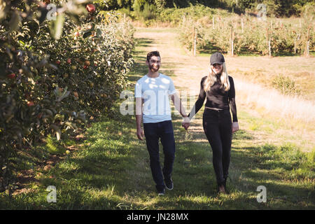 Paar Hände halten und Wandern in Apple Orchard Stockfoto