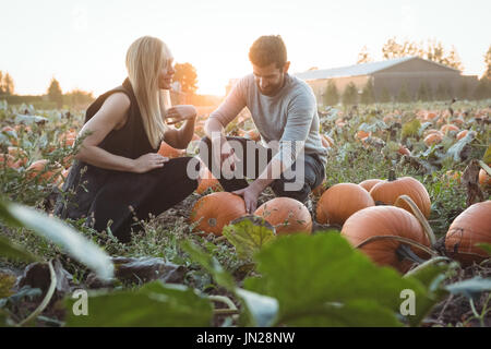 Paar Kürbis Kürbis Feld prüfen Stockfoto