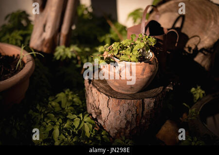 Nahaufnahme von Pflanzen Topf auf Holzscheit Stockfoto