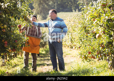 Bauer die Interaktion mit Kollegen in Apple Orchard Stockfoto