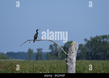 Einsamer Double crested Kormoran auf Ast Stockfoto