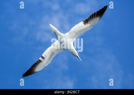 Basstölpel (Morus Bassanus) fliegen über einem Kreuzfahrtschiff in der Nordsee Stockfoto