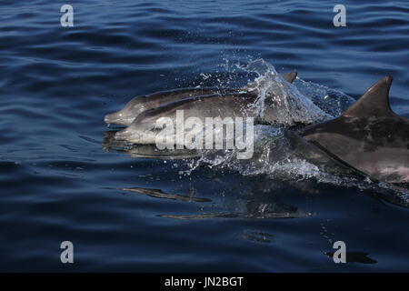 Grob-gezahnte Dolphin (Steno Bredanensis) Mutter und Kalb auftauchen direkt neben dem Boot Stockfoto
