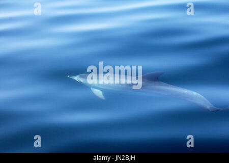 Der Atlantik Entdeckte Delphin (Stenella frontalis), der neben dem Boot mit einem glasig ruhigen Meer aufliegt Stockfoto