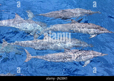 Eine Herde von Delfinen (Stenella Longirostris) kommen in der Nähe der Oberfläche Stockfoto