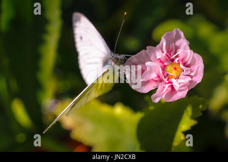 Weißer Schmetterling auf einer Blüte (rosa Mohn) Stockfoto