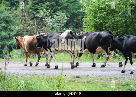 Kuhherde auf einer Landstraße Stockfoto