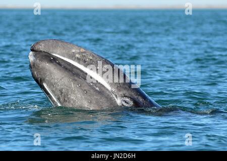 Grauwale Kalb Stockfoto