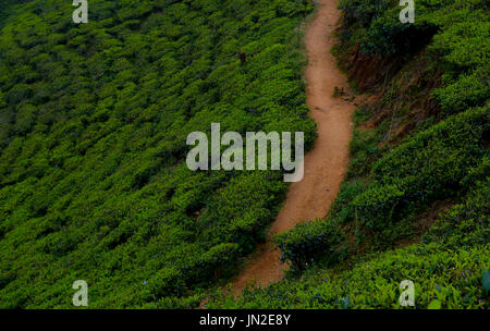 Der Fussweg liegt mitten in Teeplantagen in Puncak, Bogor, Indonesien Stockfoto