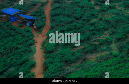 Der Fussweg liegt mitten in Teeplantagen in Puncak, Bogor, Indonesien Stockfoto